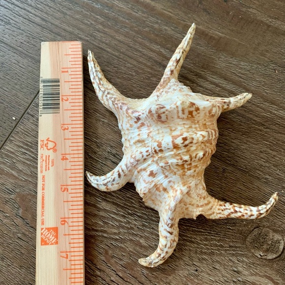 Chiragra Spider Conch Seashell - Picture 2 of 11